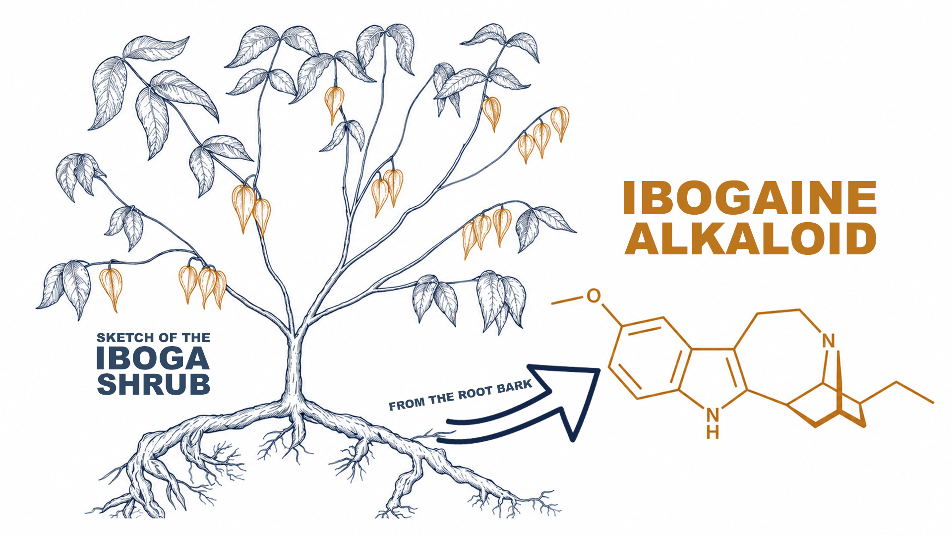 Sketch of the iboga shrub, Tabernanthe iboga, beside the chemical structure of the ibogaine alkaloid, with an arrow indicating that the alkaloid comes from the plant's root bark.