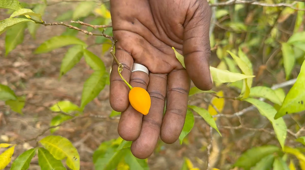 A hand holding a single ripe orange iboga fruit still attached to its branch, in a Central African forest.