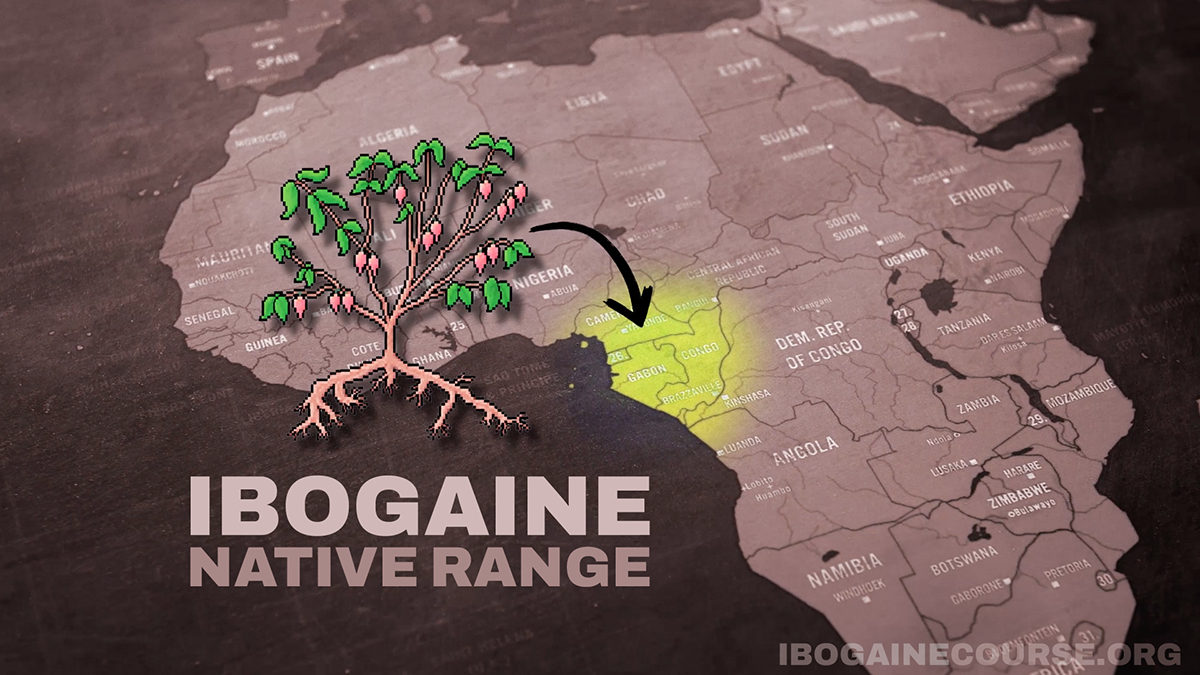 Map of West-Central Africa highlighting Gabon, Cameroon, and the Republic of Congo, the native range of the iboga shrub, alongside an illustration of the plant and its root system.