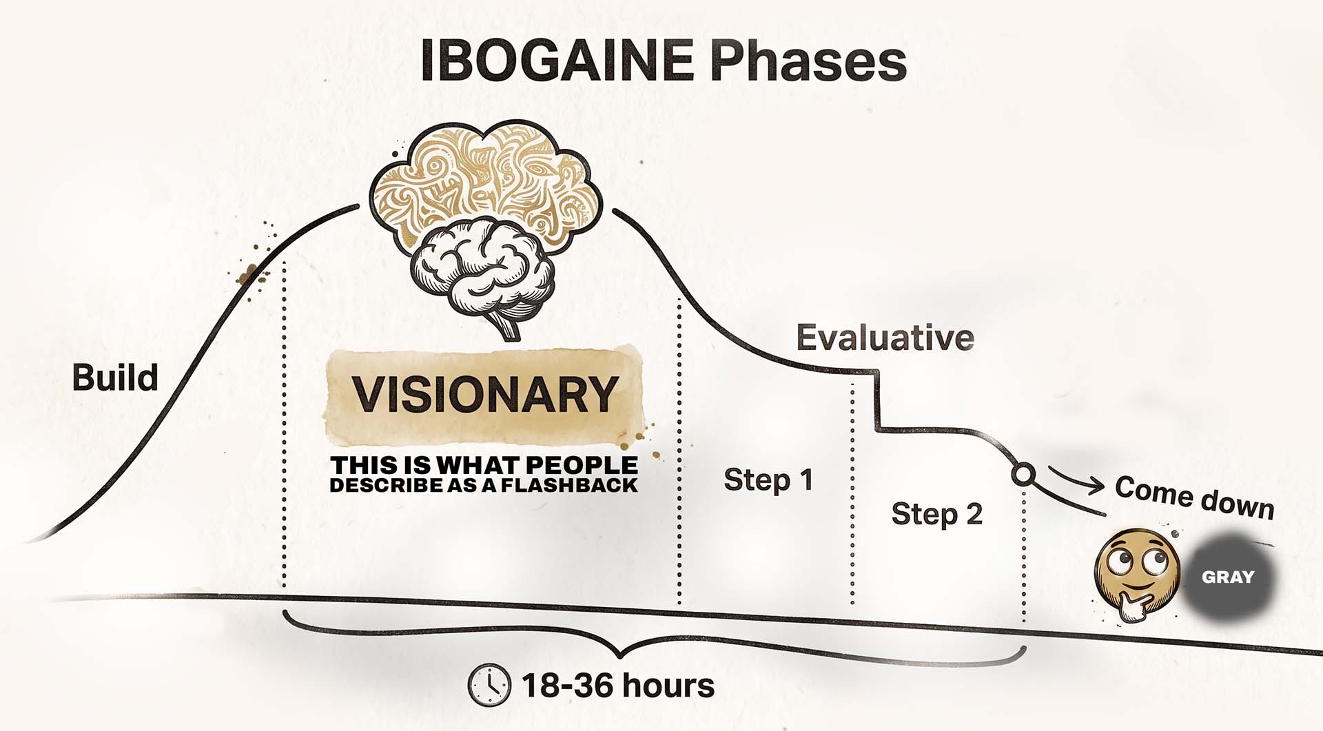 Graph of the ibogaine experience over 18 to 36 hours: a rising build, a peak labelled the visionary phase (what people describe as a flashback), a stepped evaluative descent, and a final come down.