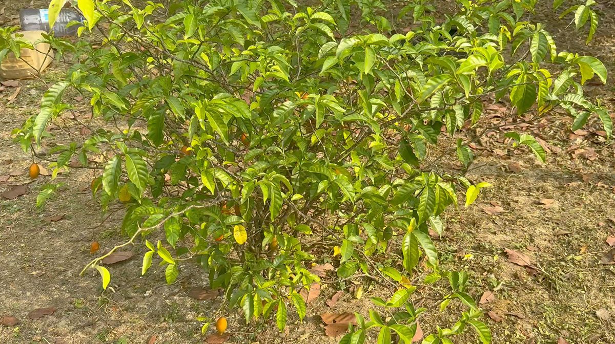 A living Tabernanthe iboga shrub in cultivation, small orange fruits visible among the leaves.