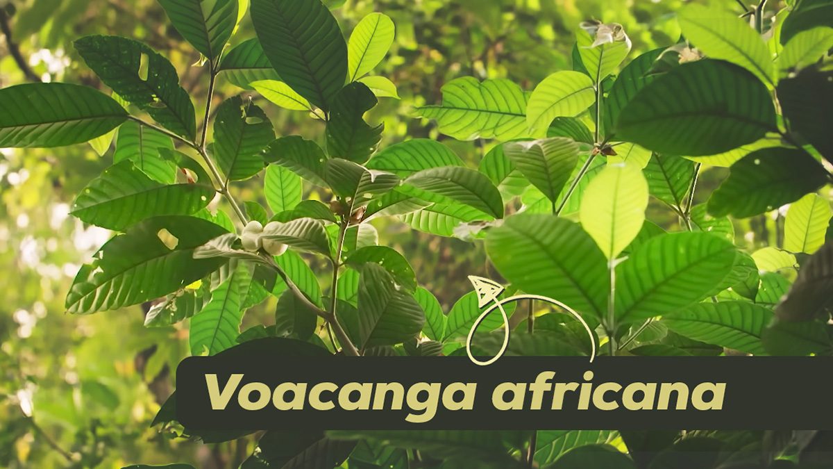 Voacanga africana growing in the forest, its broad green leaves and pale flower buds lit by sunlight.