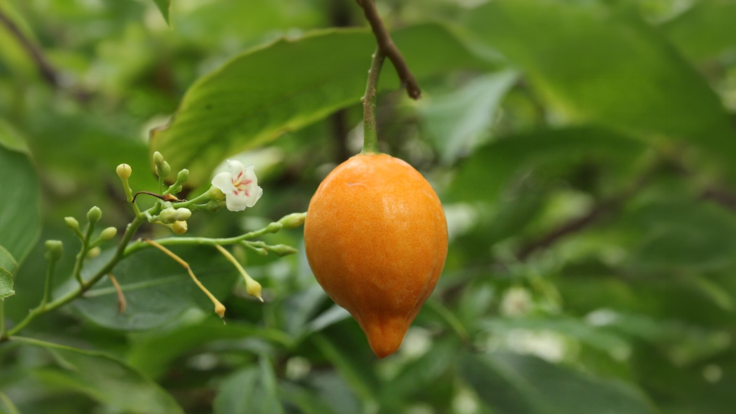 The ripe orange fruit of Tabernanthe iboga hanging on the shrub in a Central African forest.